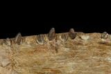 Xiphactinus Maxillary with Teeth - Smoky Hill Chalk, Kansas #130545-3